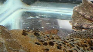 The weirdest toad reproduction video you'll see all day